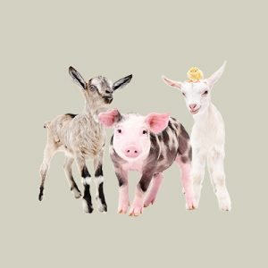 Organic Pet Feed