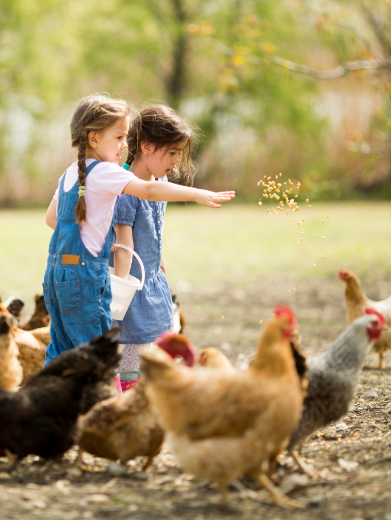 Poultry Feeding